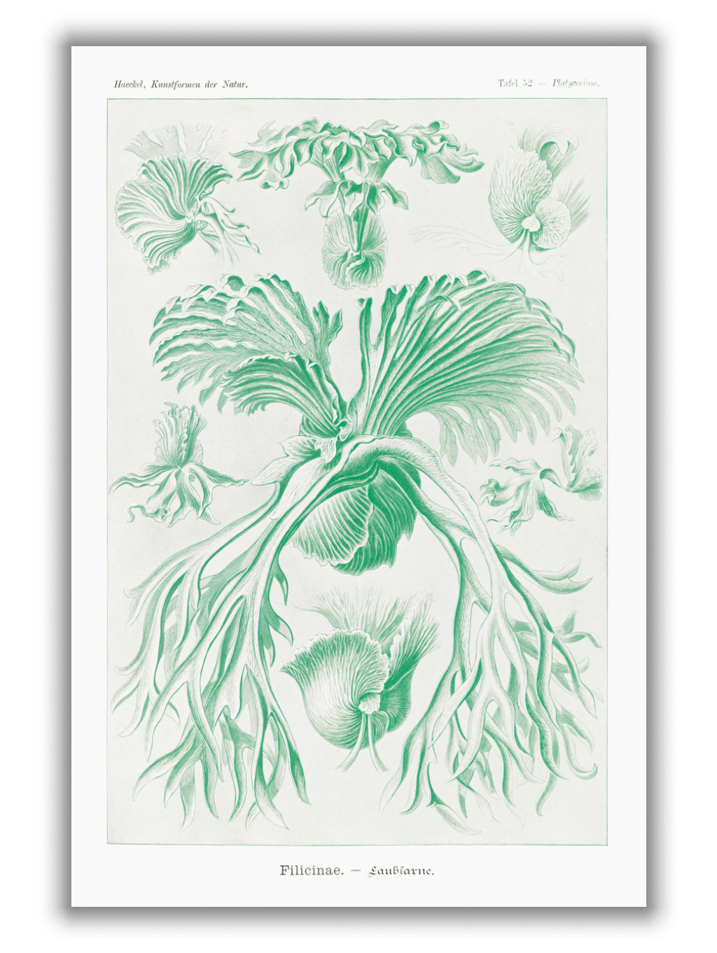 Filicinae–Laubfarne I by Ernst Haeckel