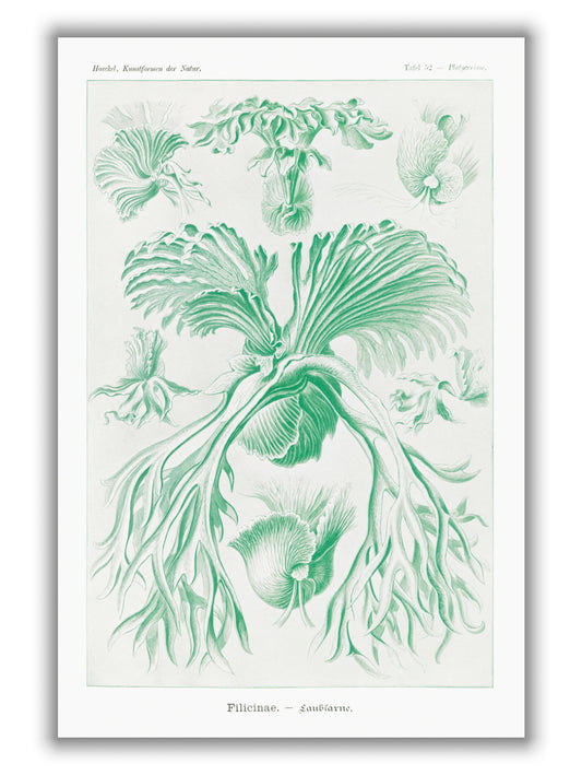 Filicinae–Laubfarne I by Ernst Haeckel