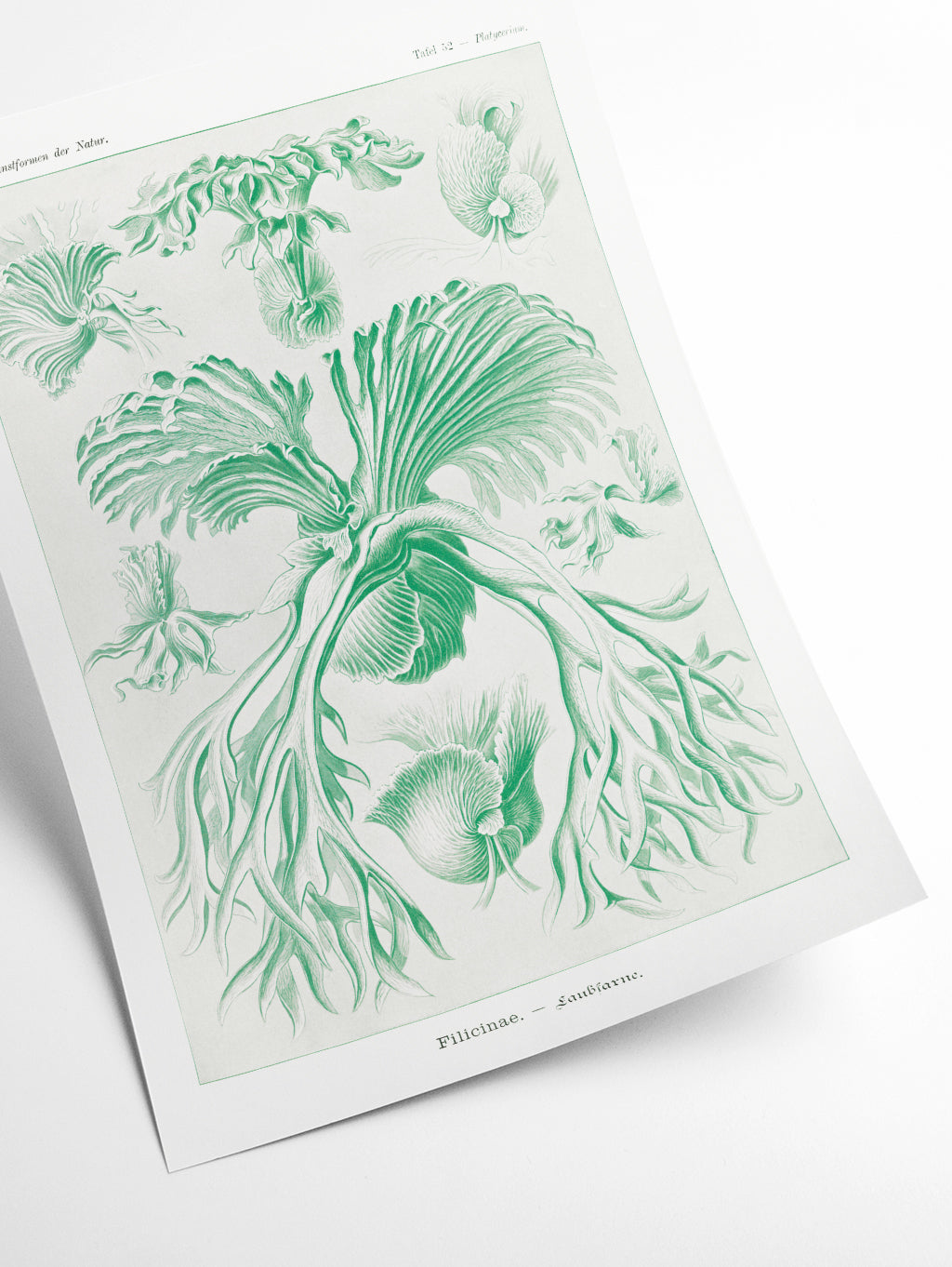 Filicinae–Laubfarne I by Ernst Haeckel