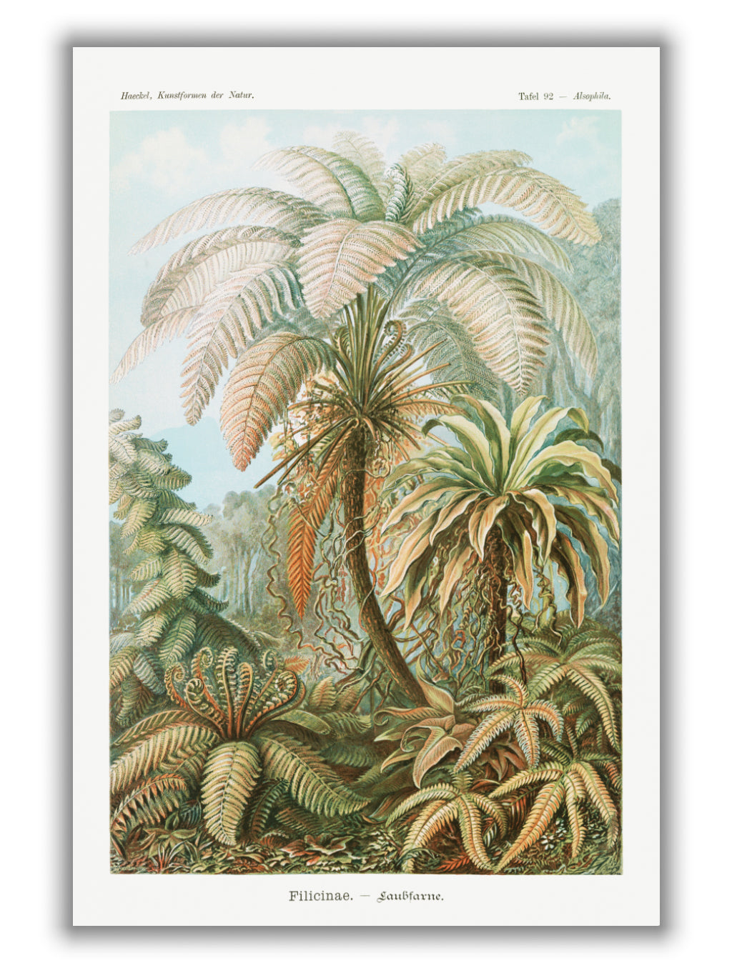 Filicinae–Laubfarne II by Ernst Haeckel