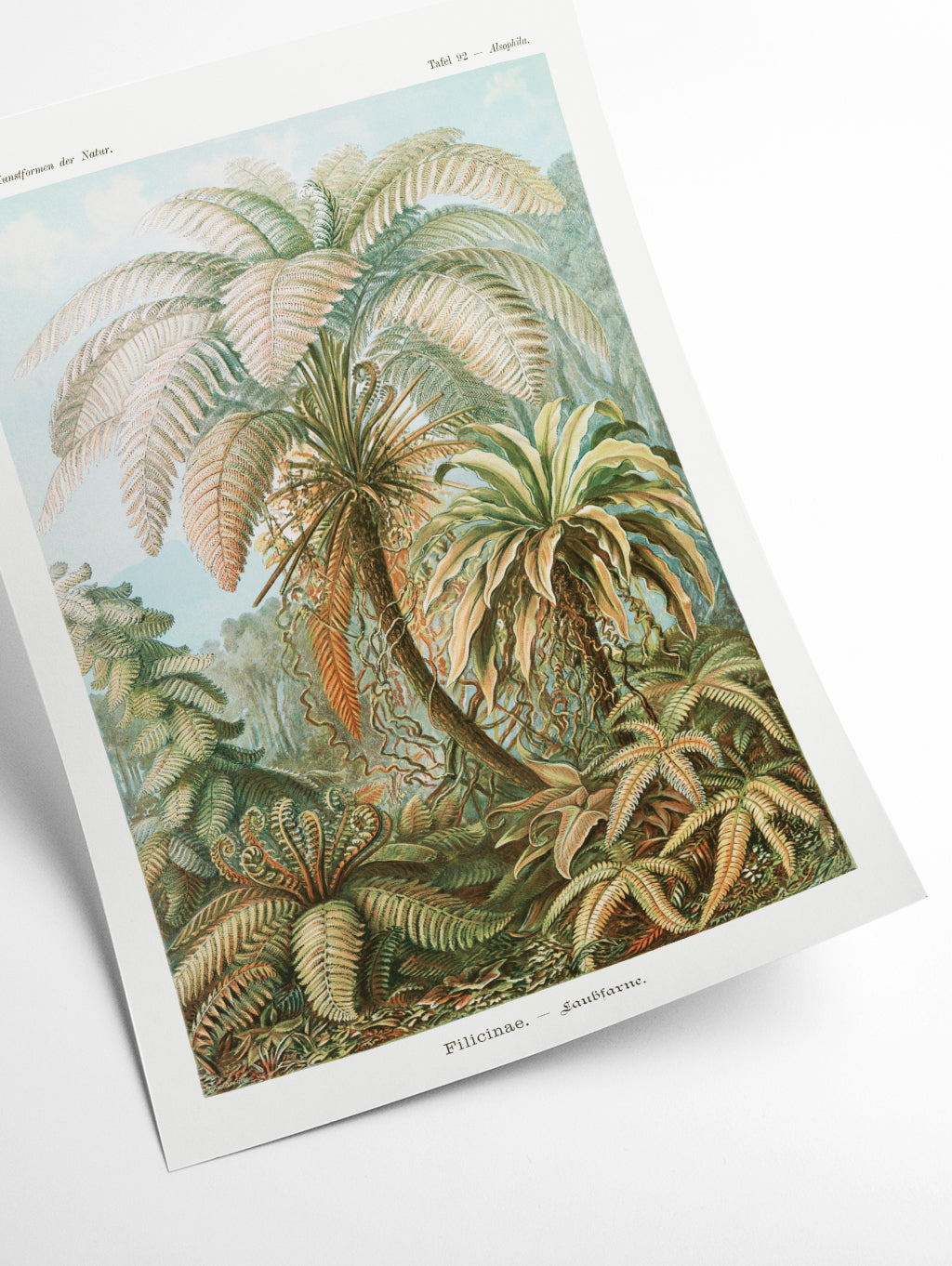 Filicinae–Laubfarne II by Ernst Haeckel