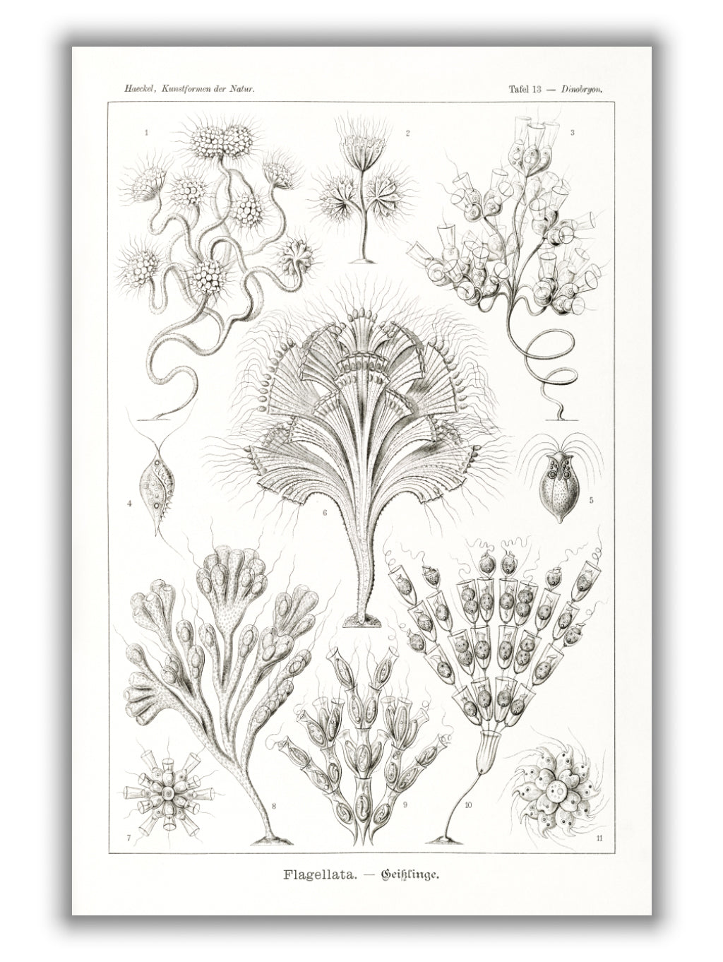Flagellata–Geiklinge by Ernst Haeckel