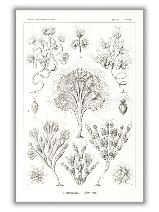 Flagellata–Geiklinge by Ernst Haeckel