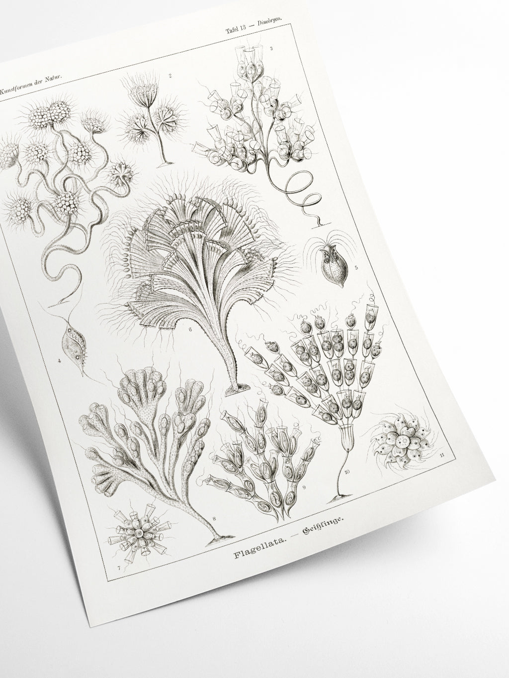 Flagellata–Geiklinge by Ernst Haeckel