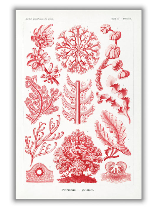 Florideae–Rotalgen by Ernst Haeckel