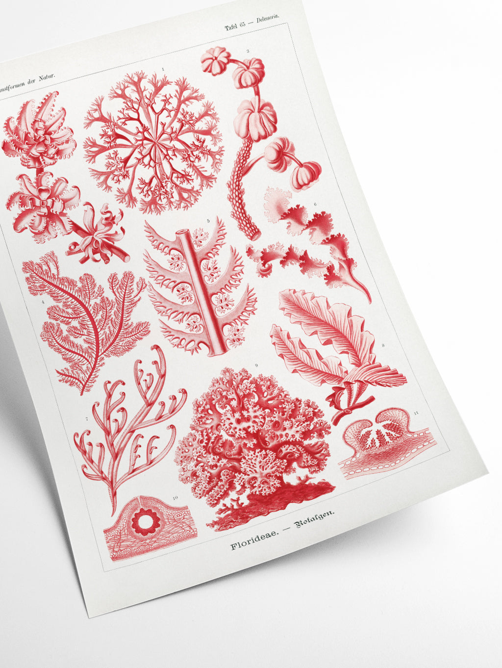 Florideae–Rotalgen by Ernst Haeckel