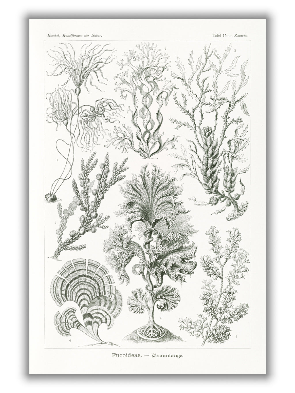 Fucoideae–Brauntange by Ernst Haeckel