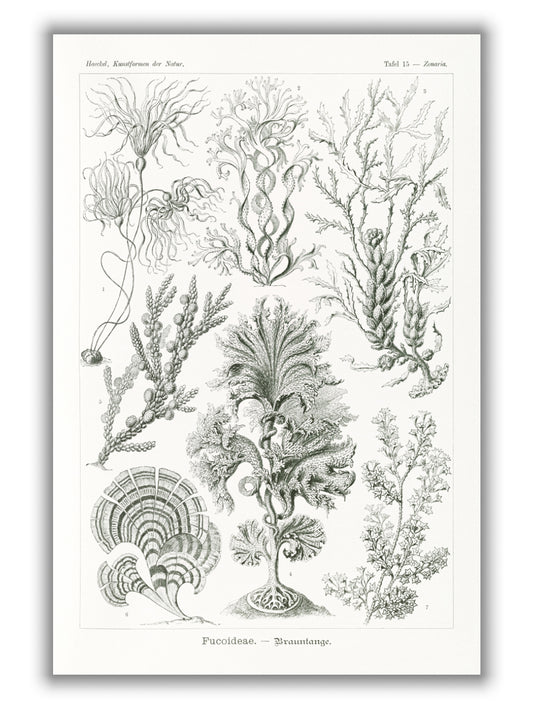 Fucoideae–Brauntange by Ernst Haeckel