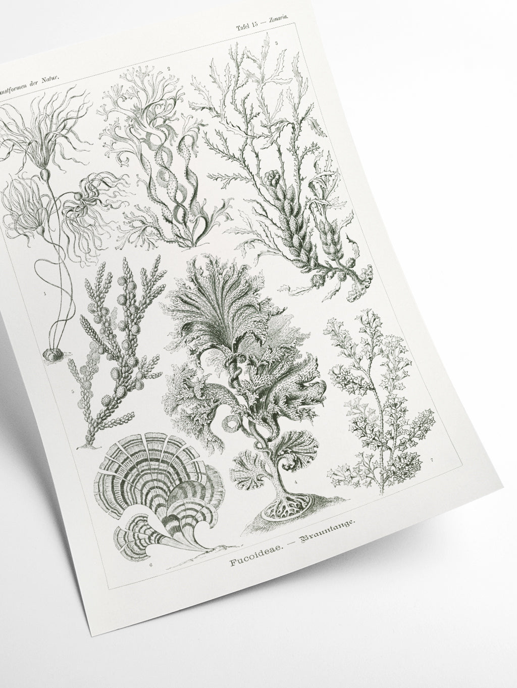 Fucoideae–Brauntange by Ernst Haeckel