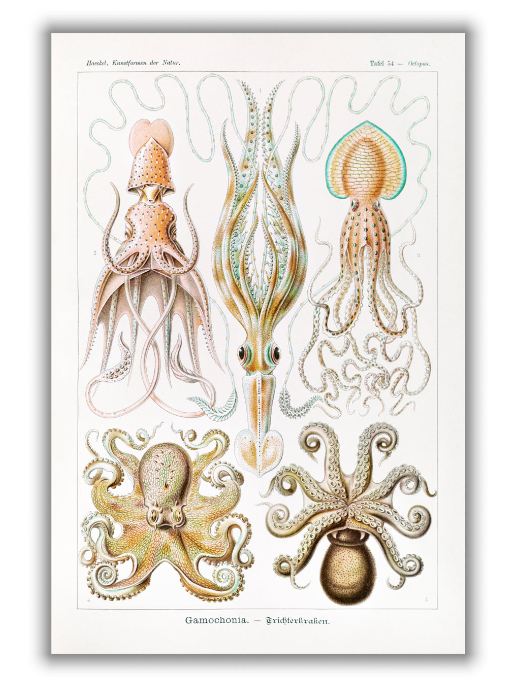Gamochonia–Trichterkraken by Ernst Haeckel