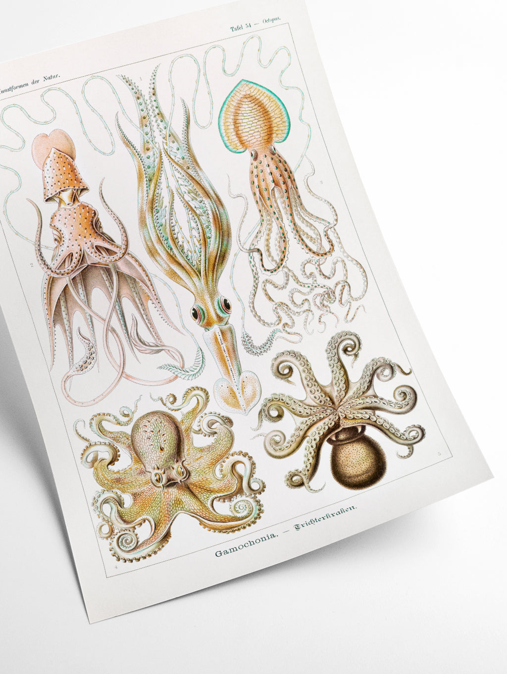 Gamochonia–Trichterkraken by Ernst Haeckel