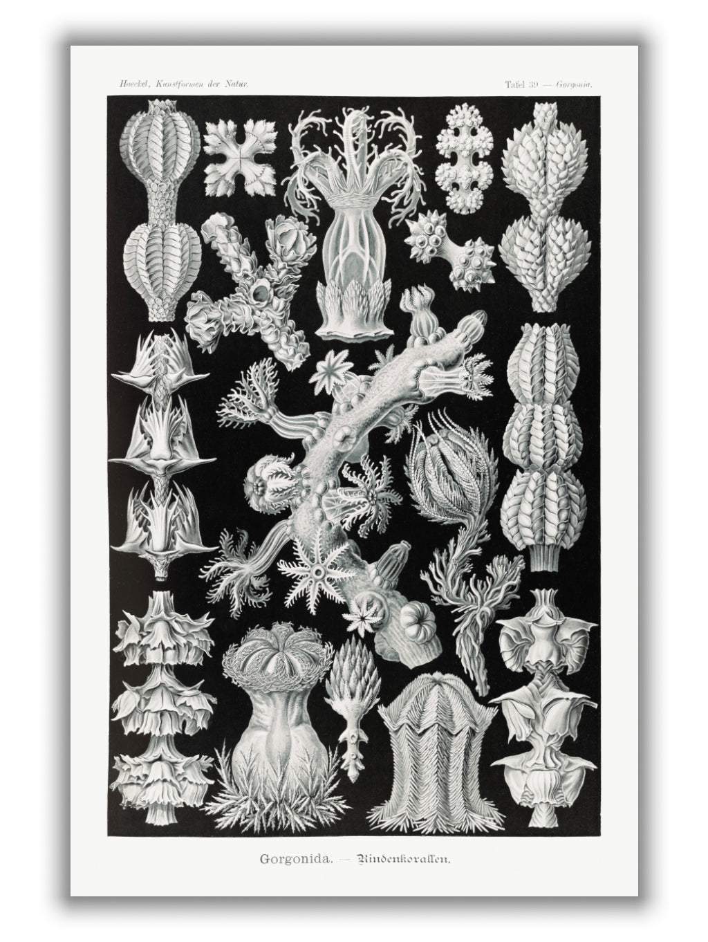 Gorgonida–Rindenkorallen by Ernst Haeckel