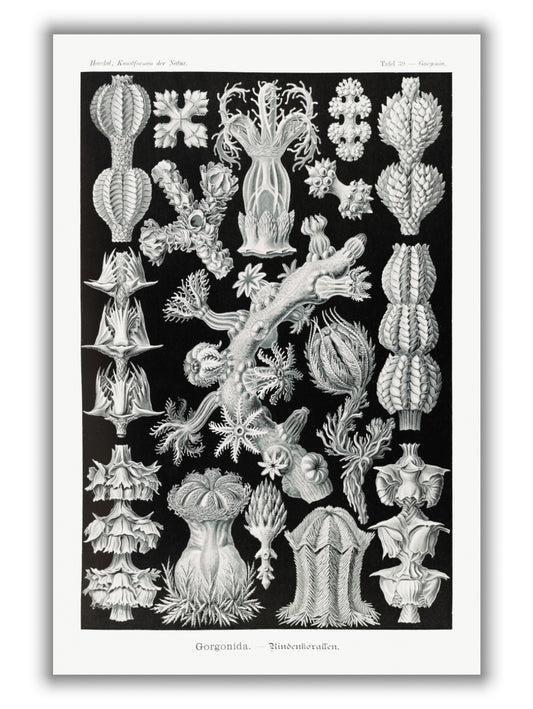 Gorgonida–Rindenkorallen by Ernst Haeckel