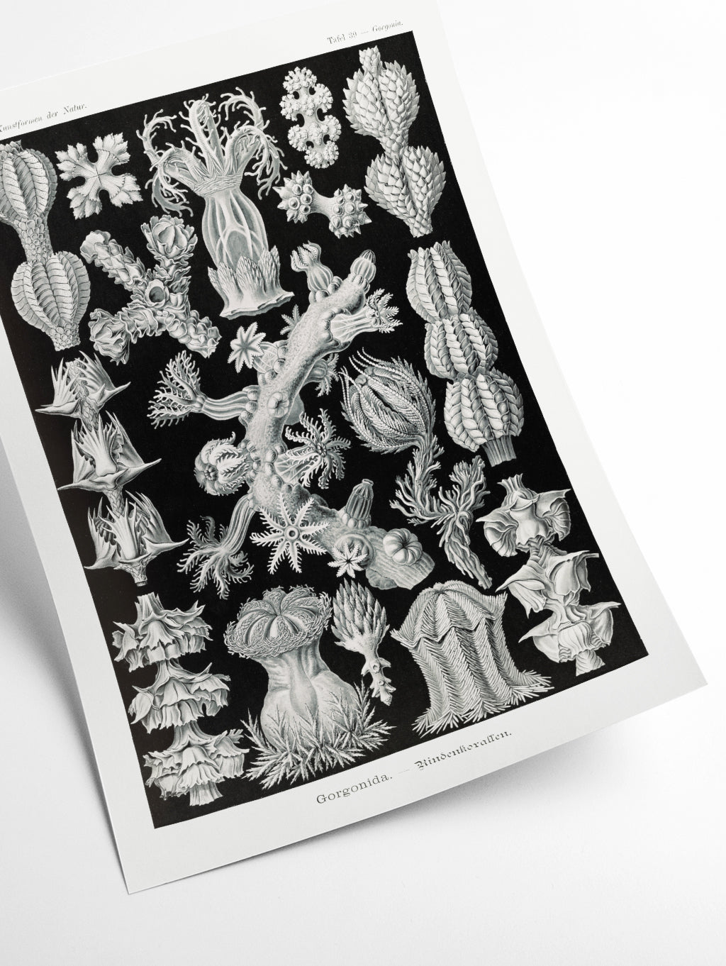 Gorgonida–Rindenkorallen by Ernst Haeckel