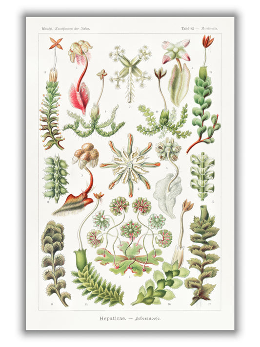 Hepaticae–Lebermoose by Ernst Haeckel