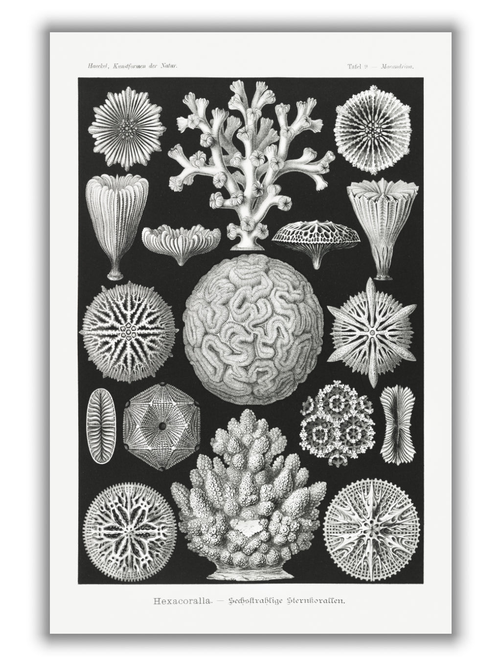 Hexacoralla–Sechsstrahlige Sternkorallen I by Ernst Haeckel