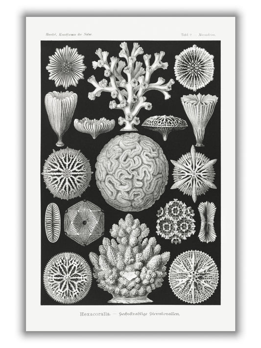 Hexacoralla–Sechsstrahlige Sternkorallen I by Ernst Haeckel