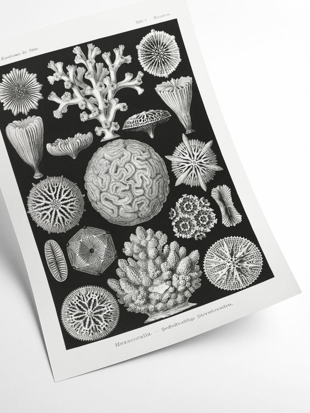 Hexacoralla–Sechsstrahlige Sternkorallen I by Ernst Haeckel