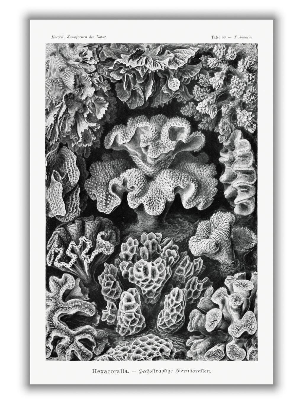 Hexacoralla–Sechsstrahlige Sternkorallen II by Ernst Haeckel