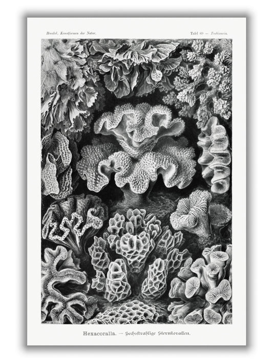 Hexacoralla–Sechsstrahlige Sternkorallen II by Ernst Haeckel