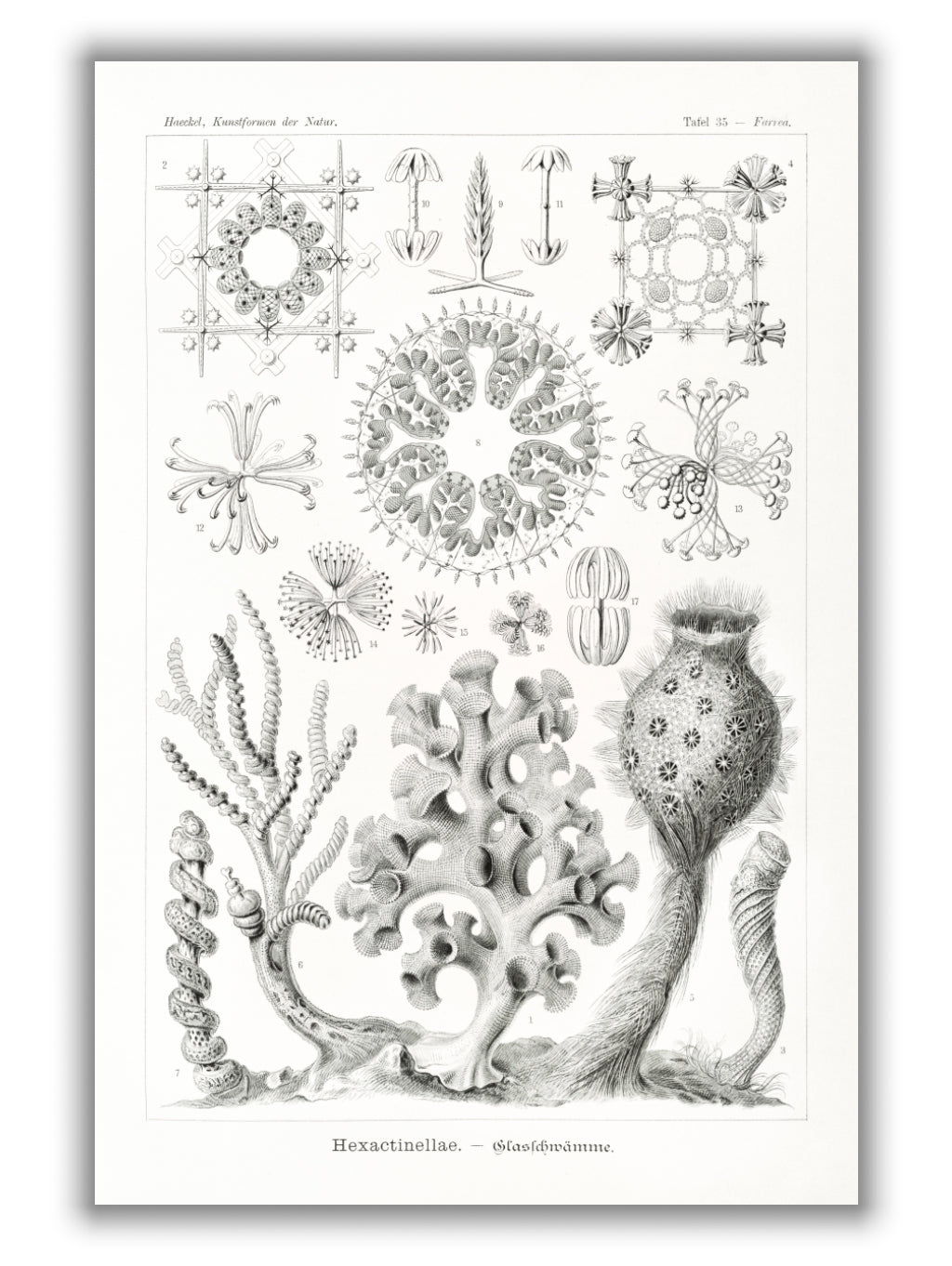 Hexactinellae–Glasschwämme by Ernst Haeckel