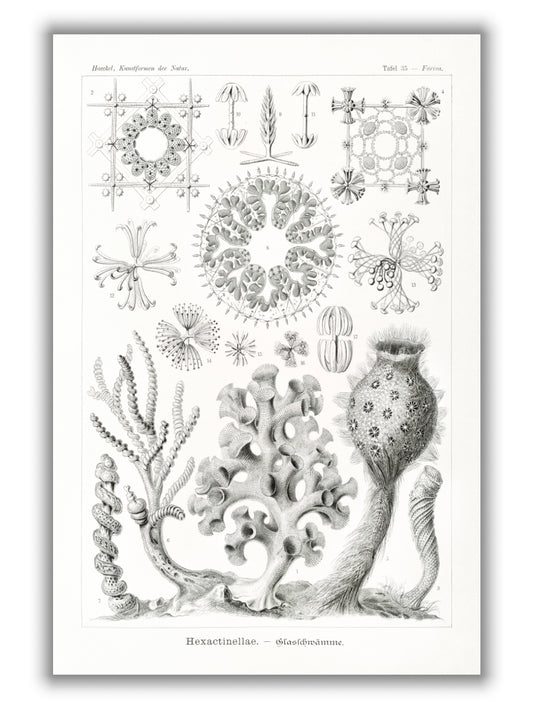 Hexactinellae–Glasschwämme by Ernst Haeckel