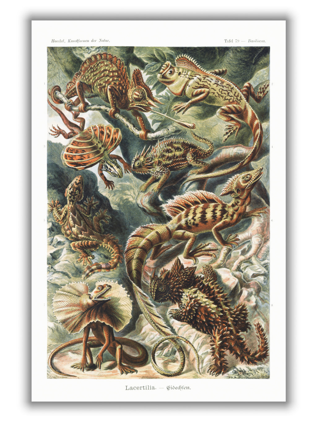 Lacertilia–Eidechlen by Ernst Haeckel