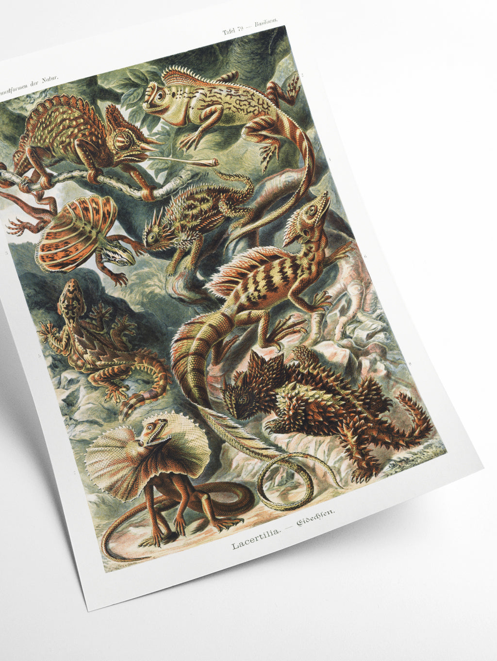 Lacertilia–Eidechlen by Ernst Haeckel