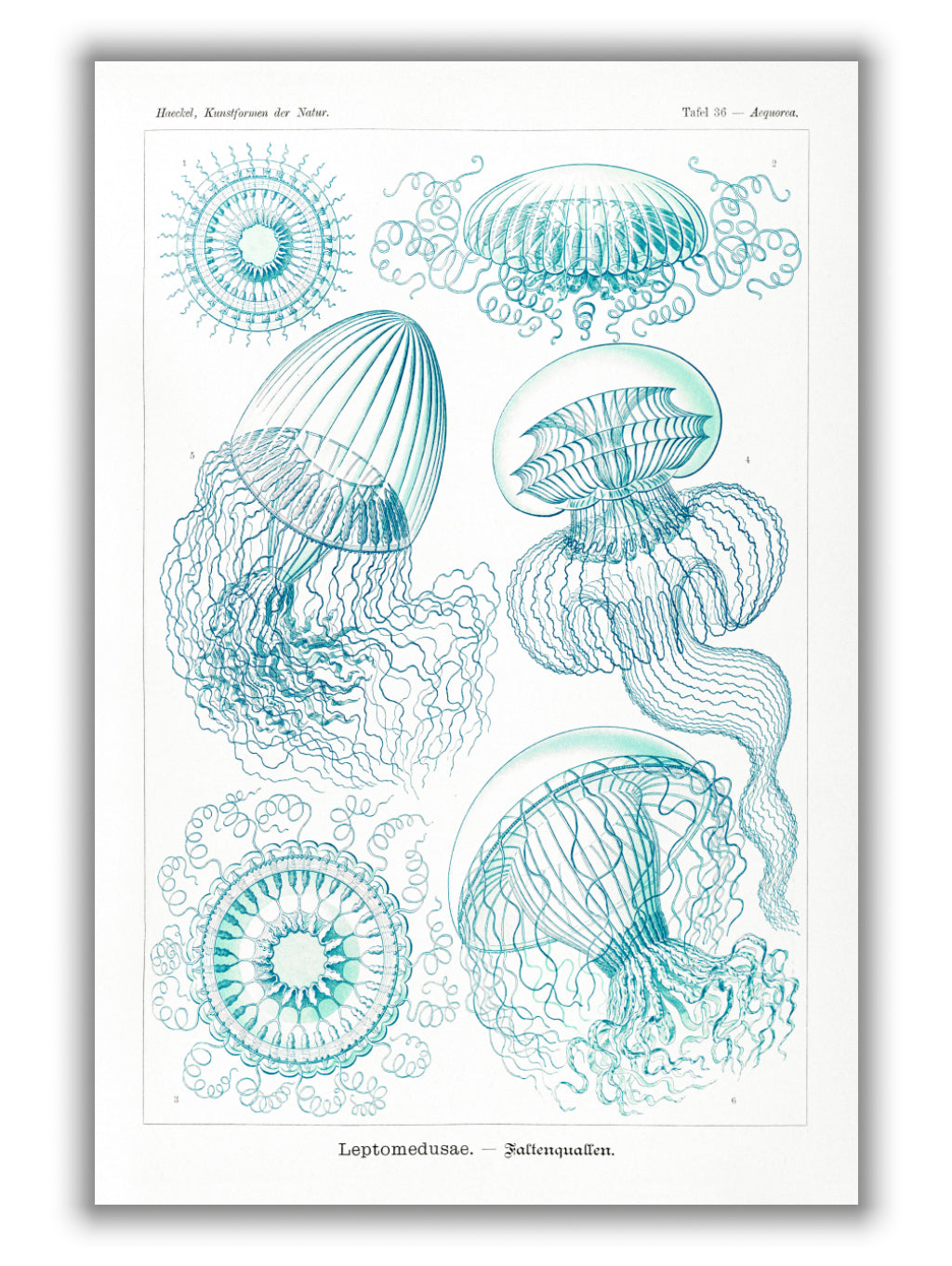 Leptomedusae–Faltenquallen by Ernst Haeckel