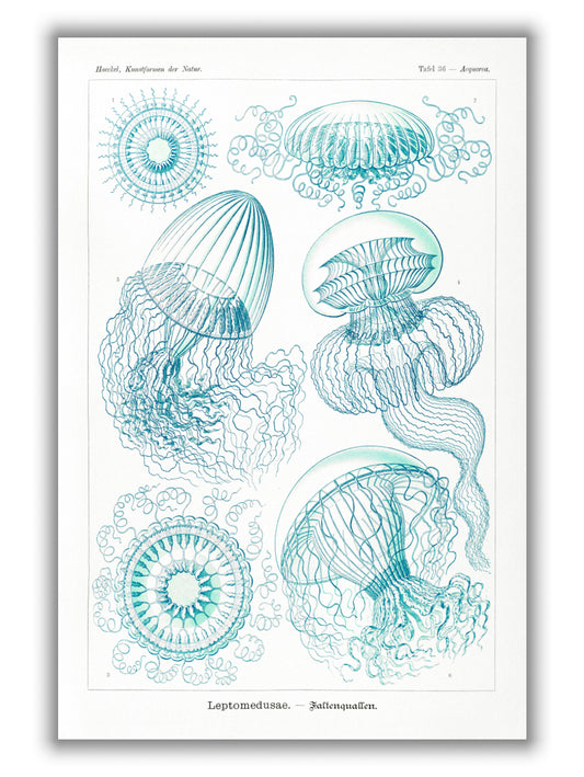 Leptomedusae–Faltenquallen by Ernst Haeckel