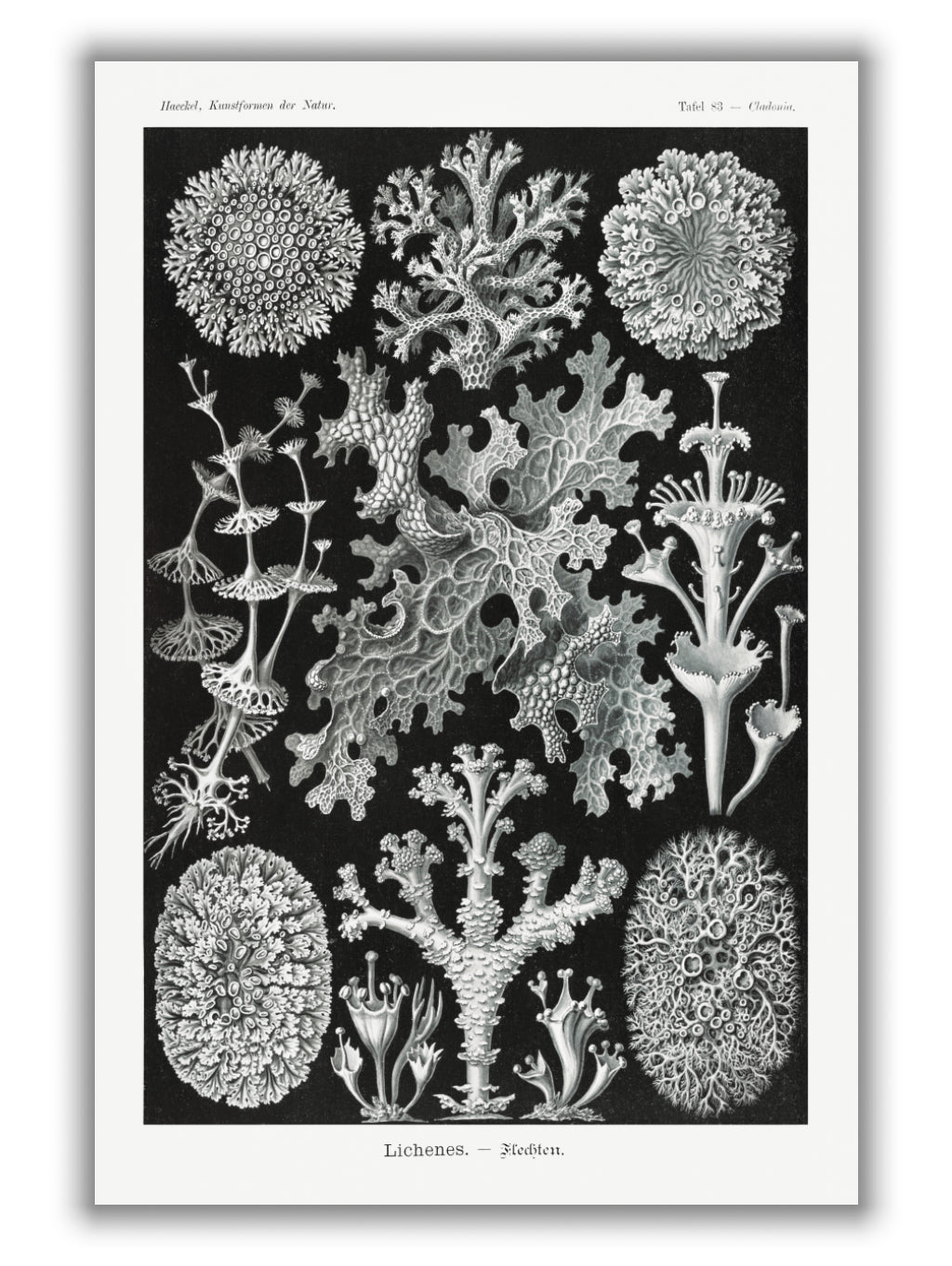 Lichenes–Flechten by Ernst Haeckel