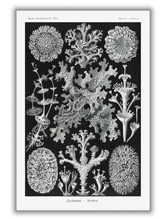 Lichenes–Flechten by Ernst Haeckel