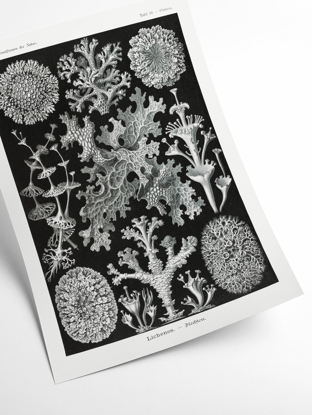 Lichenes–Flechten by Ernst Haeckel