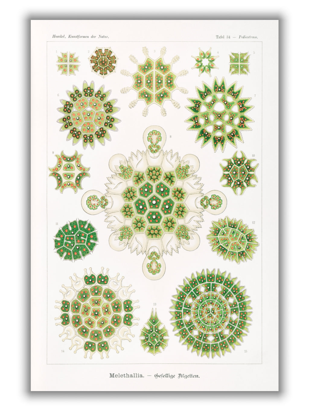 Melethallia–Gesellige Algetten by Ernst Haeckel