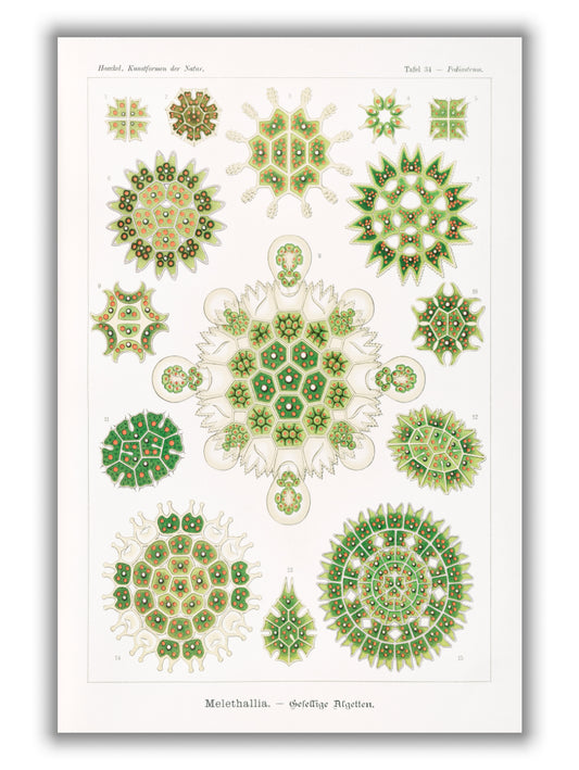 Melethallia–Gesellige Algetten by Ernst Haeckel