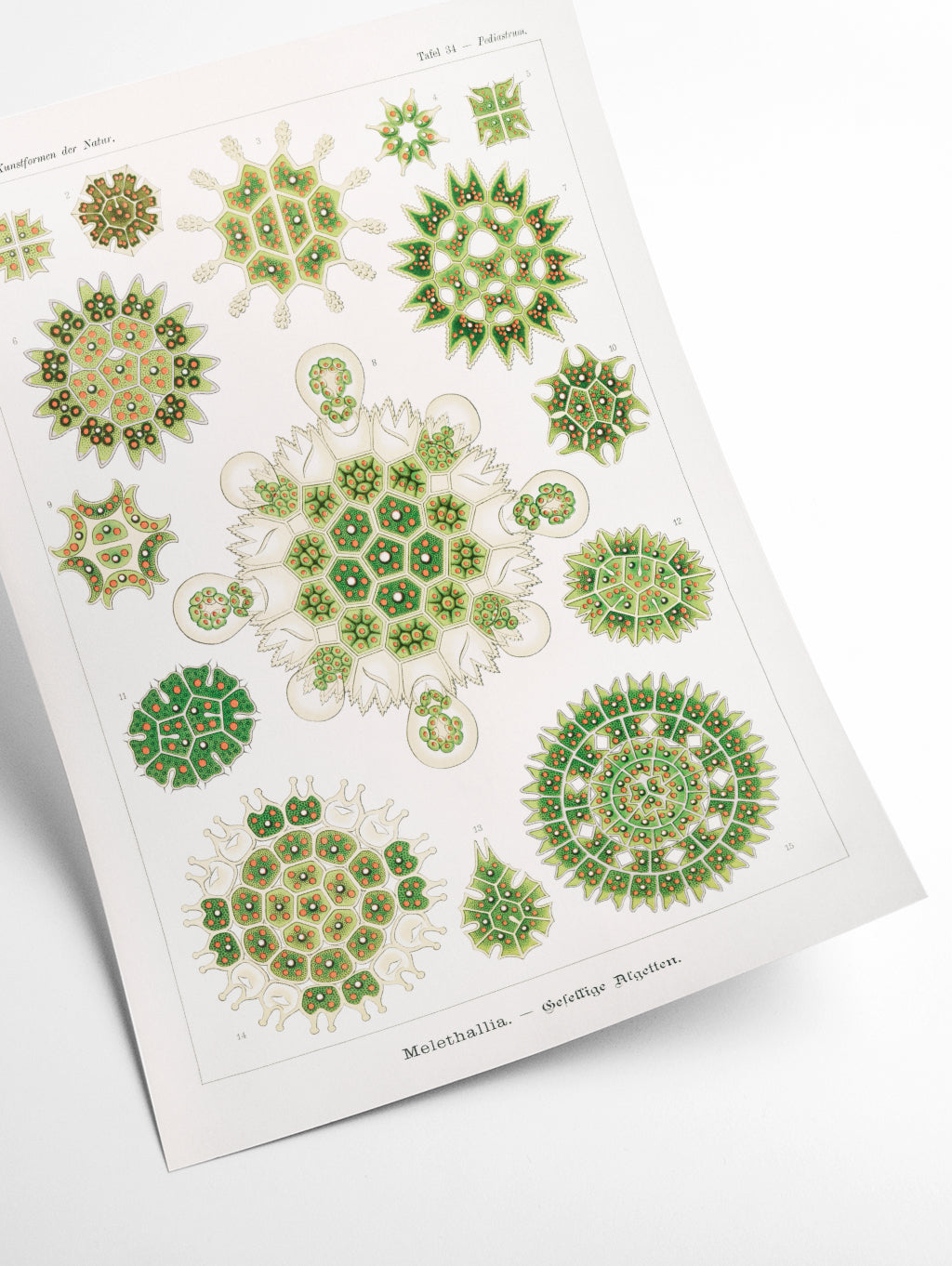 Melethallia–Gesellige Algetten by Ernst Haeckel