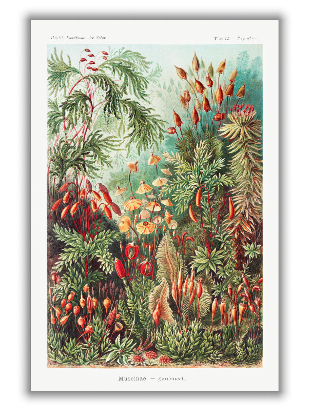 Muscinae–Laubmoose A. Giltsch by Ernst Haeckel