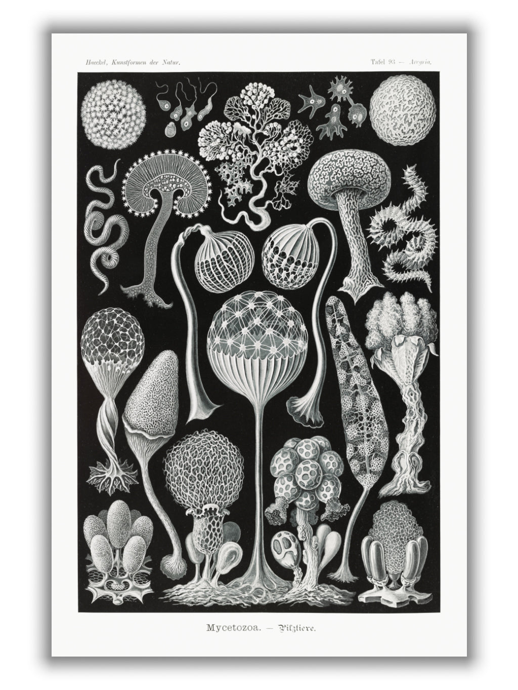 Mycetozoa–Pilztiere by Ernst Haeckel