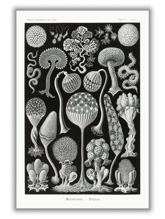 Mycetozoa–Pilztiere by Ernst Haeckel