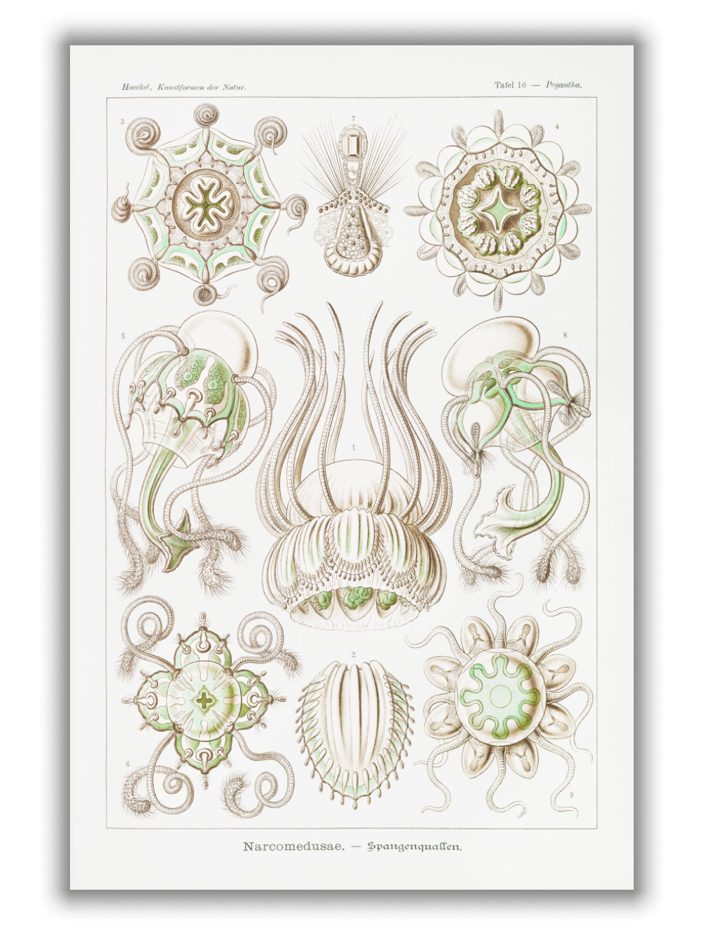 Narcomedusae–Spangenquallen by Ernst Haeckel