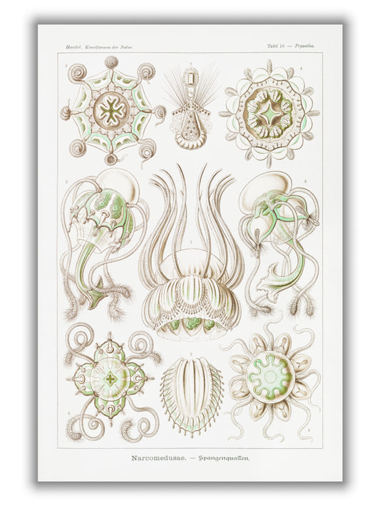 Narcomedusae–Spangenquallen by Ernst Haeckel