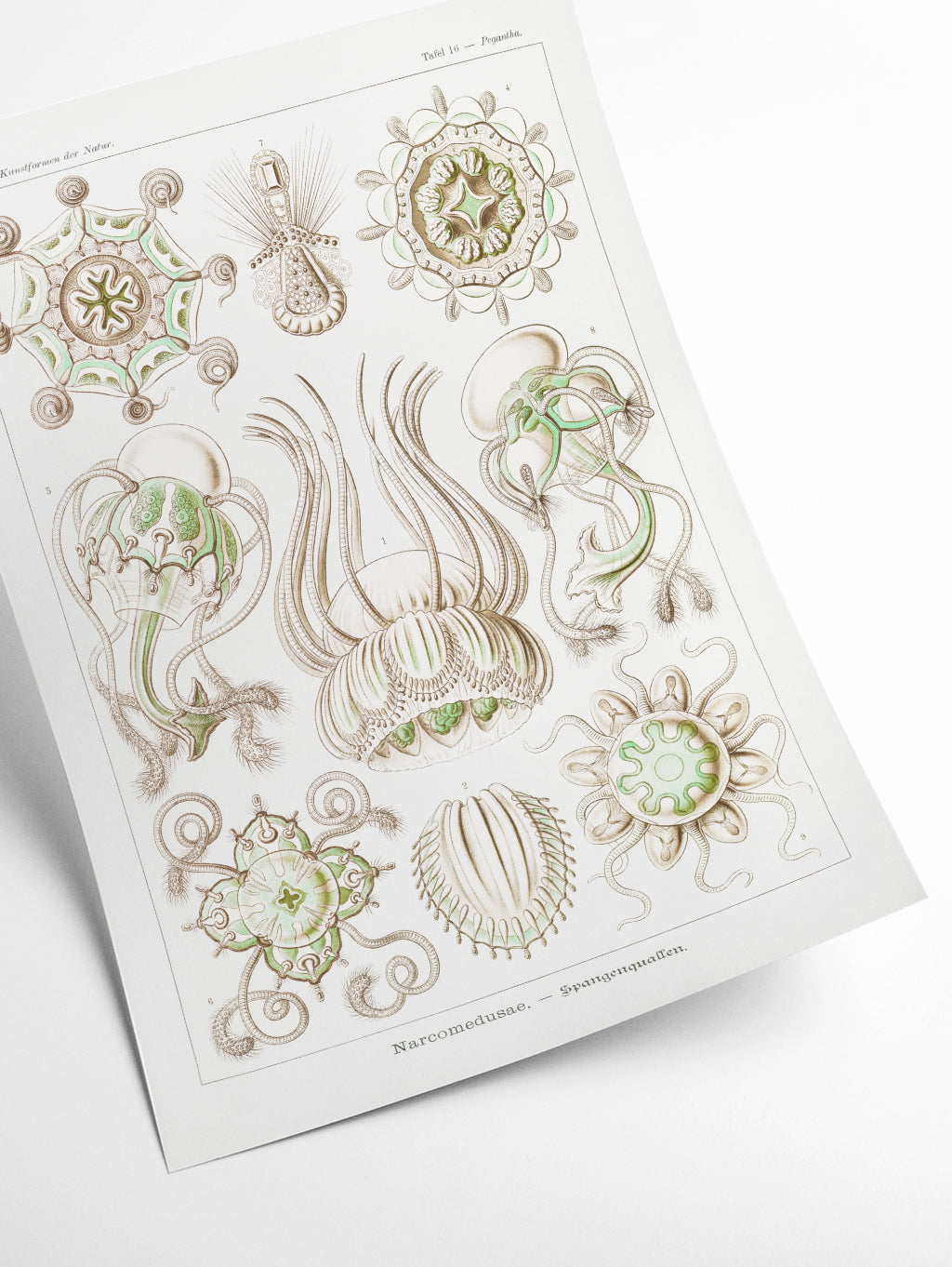 Narcomedusae–Spangenquallen by Ernst Haeckel