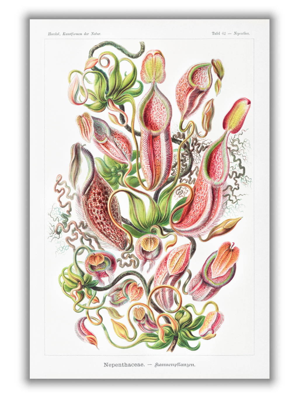 Nepenthaceae–Kannenpflanzen by Ernst Haeckel