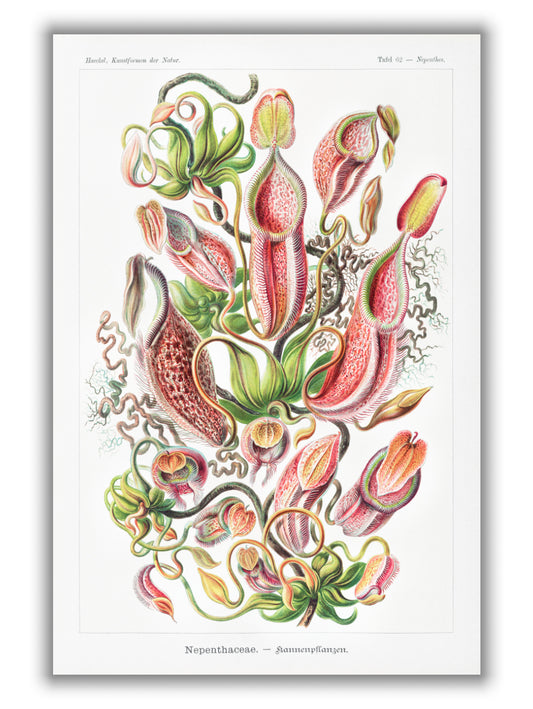 Nepenthaceae–Kannenpflanzen by Ernst Haeckel