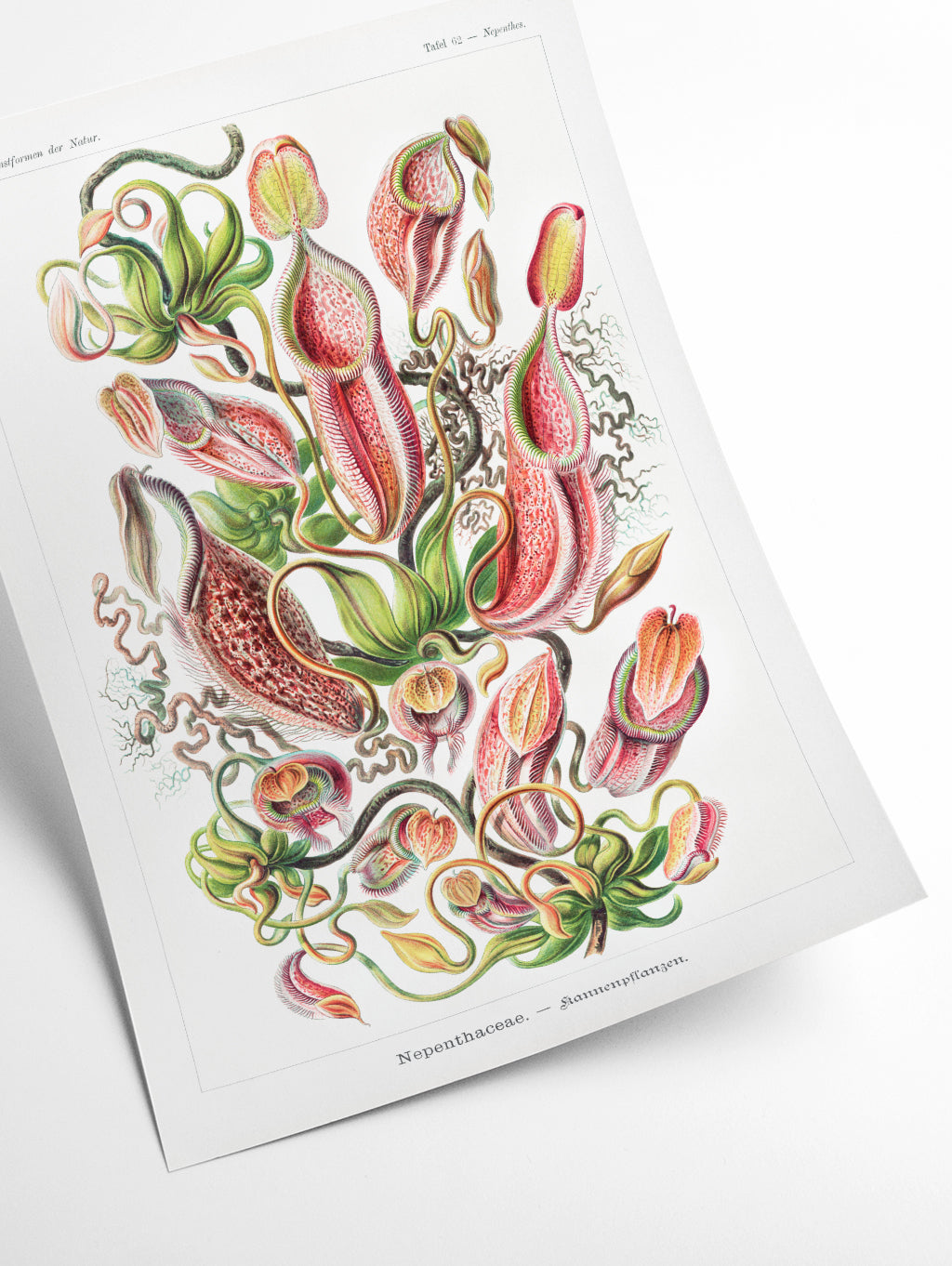 Nepenthaceae–Kannenpflanzen by Ernst Haeckel