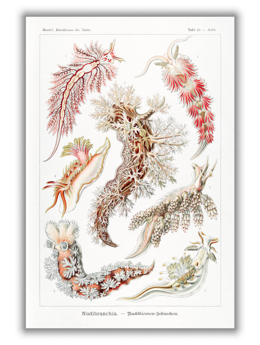 Nudibranchia–Nacktkiemen Schnecken by Ernst Haeckel