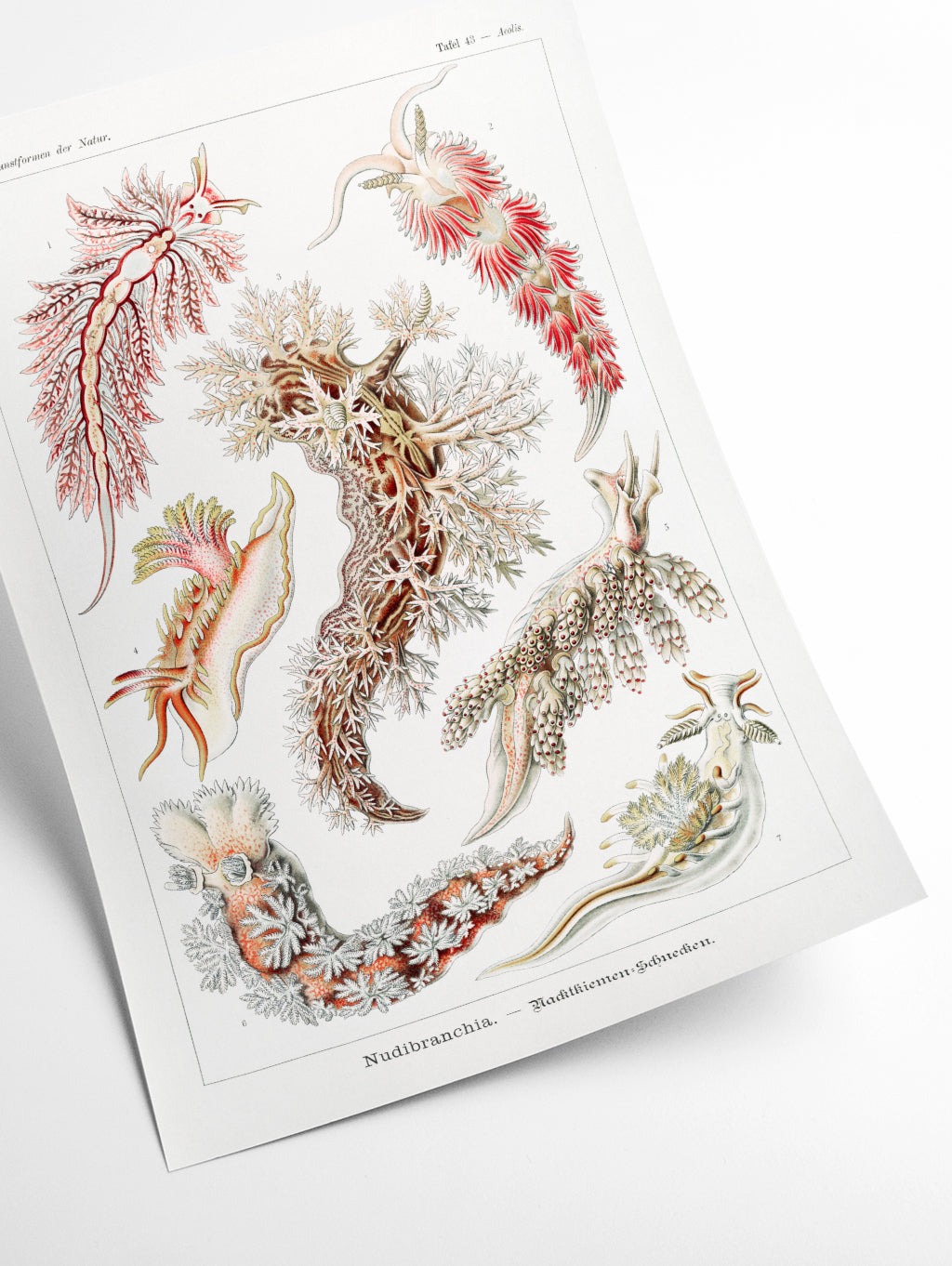 Nudibranchia–Nacktkiemen Schnecken by Ernst Haeckel