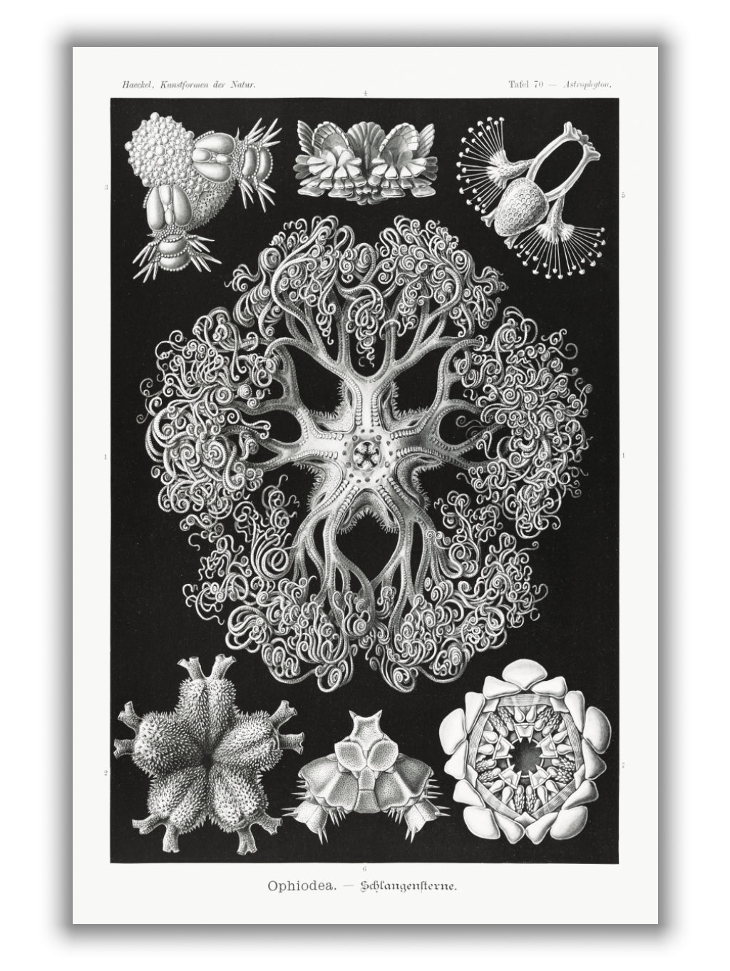 Ophiodea–Schlangensterne I by Ernst Haeckel