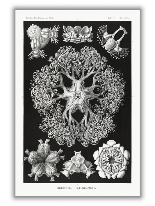 Ophiodea–Schlangensterne I by Ernst Haeckel
