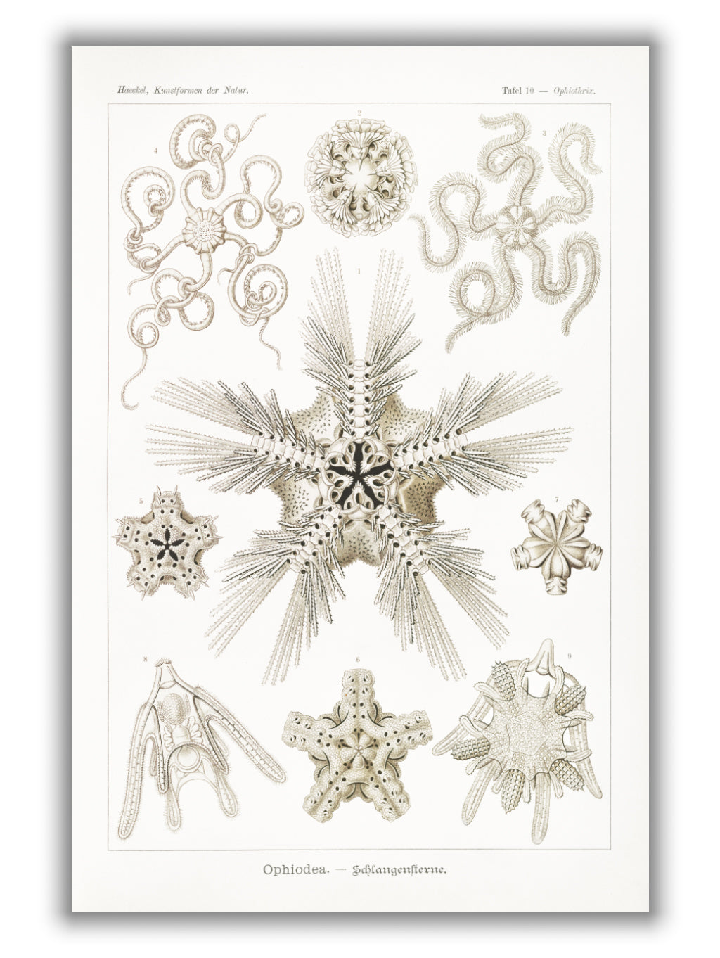 Ophiodea–Schlangensterne II by Ernst Haeckel